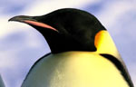 Pingviinien matka
