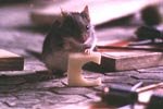 Mouse Hunt - (c) 1997 DreamWorks Pictures