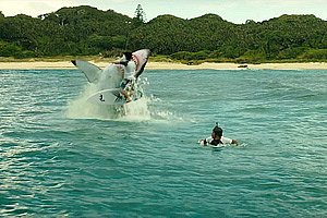 The Shallows