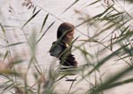 Joki - © 2001 Lasihelmi Oy