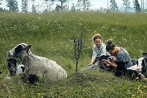 Kyrsyä – Tuftland