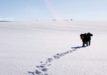 The Last Winter