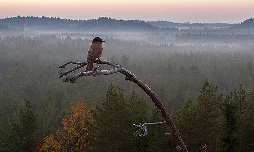Metsän tarina