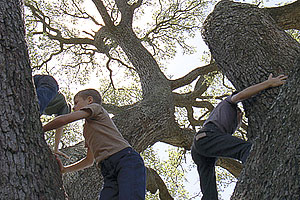 The Tree of Life