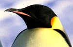 Pingviinien matka