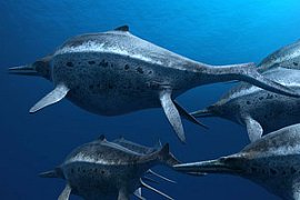 Sea Rex 3D