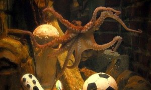 The Life and Times of Paul the Psychic Octopus