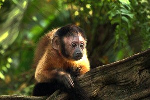 Amazonia