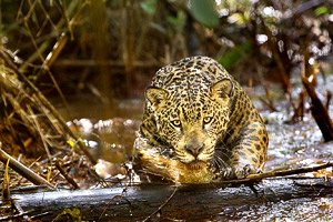 Amazonia