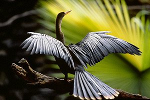 Amazonia
