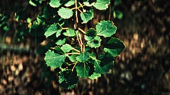Natura