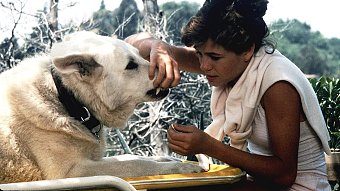 White Dog