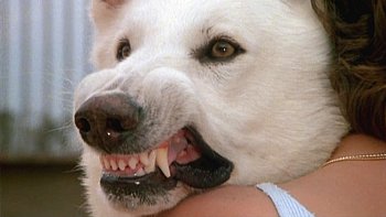 White Dog